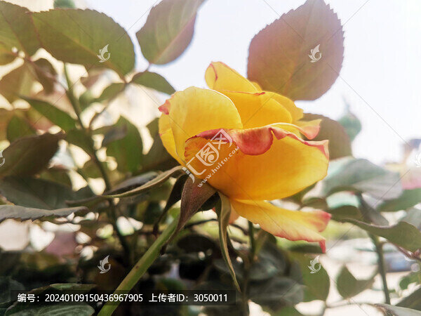 月季花