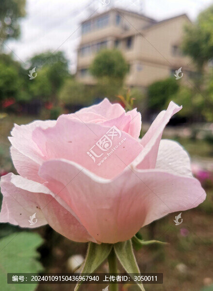 月季花