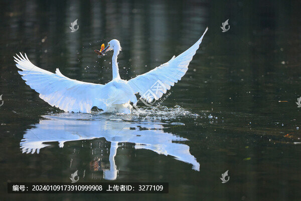 杭州西湖白鷺捕魚(yú)