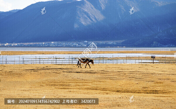 云南香格里拉納帕海濕地邊的馬