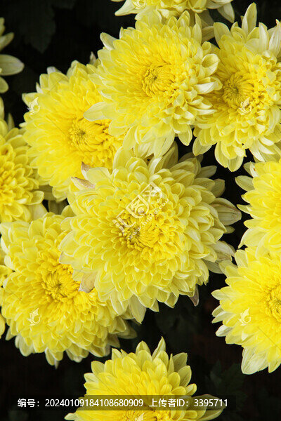 黄颜色的菊花