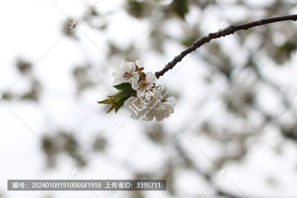 櫻桃花