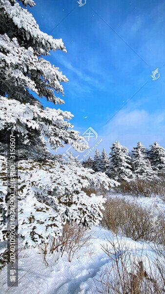 雪松