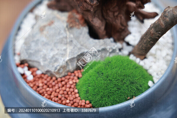盆栽花卉