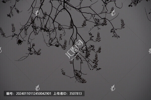 沒有樹葉的樹枝