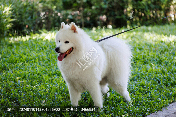 深圳寵物公園中游玩的寵物狗