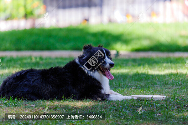 深圳寵物公園中游玩的寵物狗