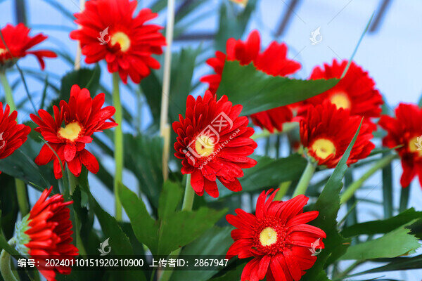 非洲菊