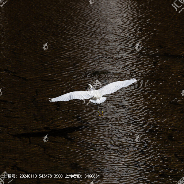 河邊水面上空展翅飛過的白鷺