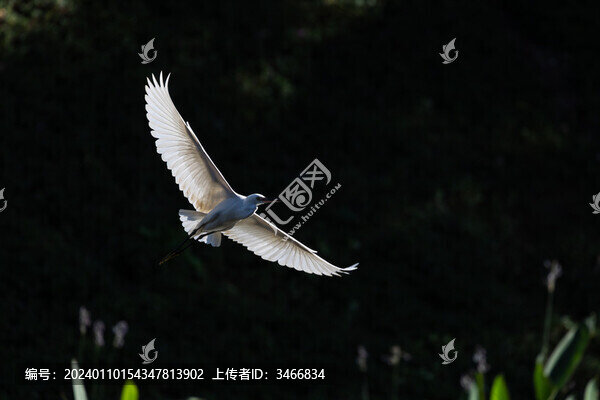 河邊水面上空展翅飛過的白鷺