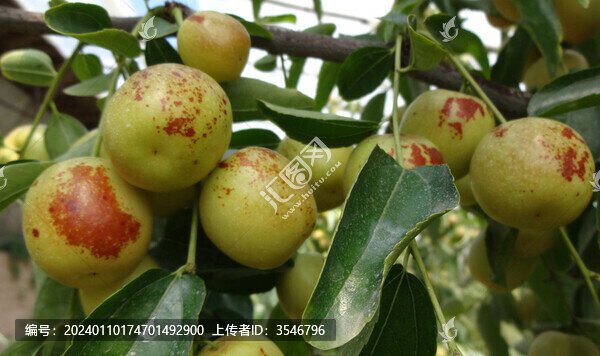 大荔冬棗