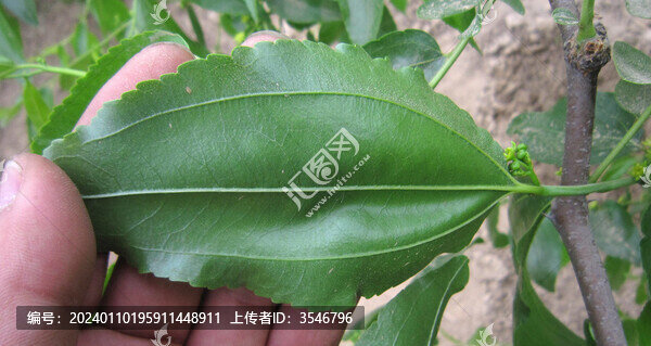 大荔冬棗座果幼果膨大