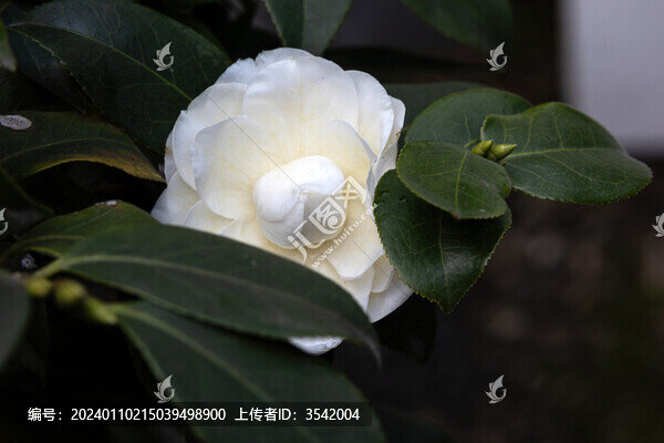 白色山茶花