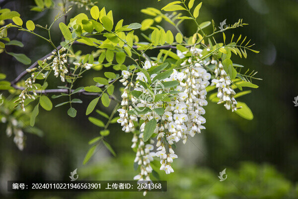 洋槐樹開花