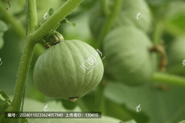 小南瓜