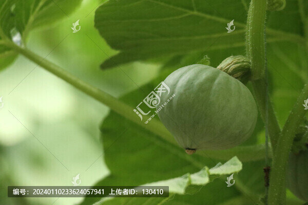 小南瓜