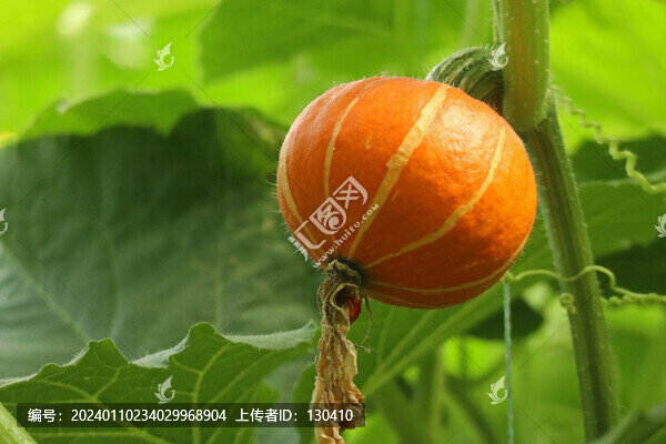 小南瓜