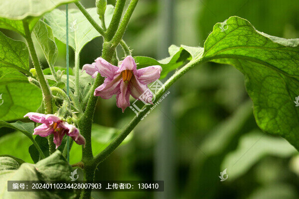 茄子花
