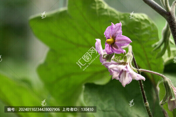 茄子花