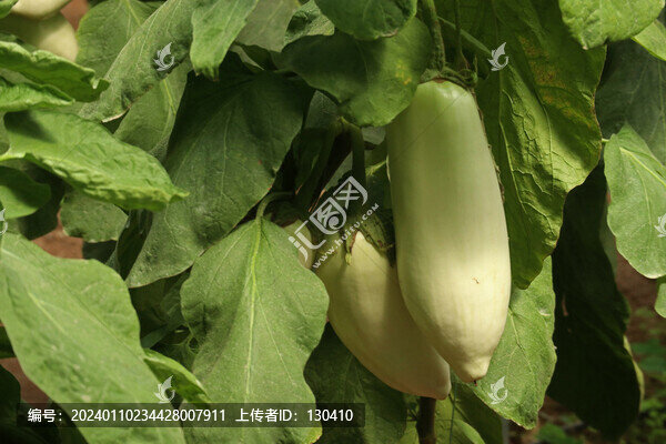 茄子