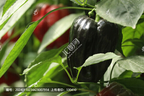 紫彩麻辣椒