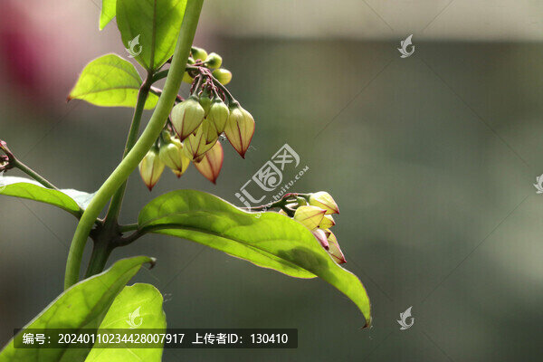 龍吐珠