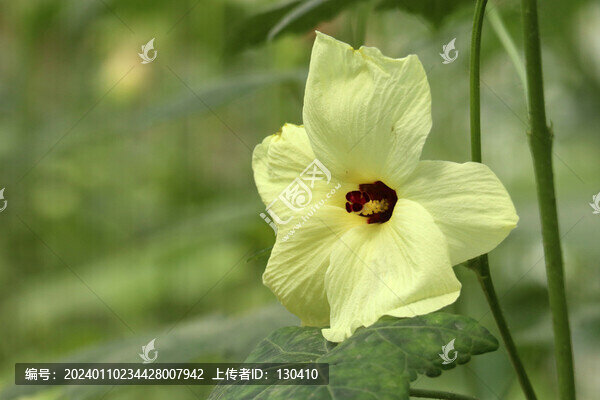 黃蜀葵