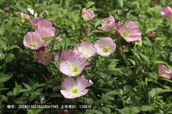 月見草