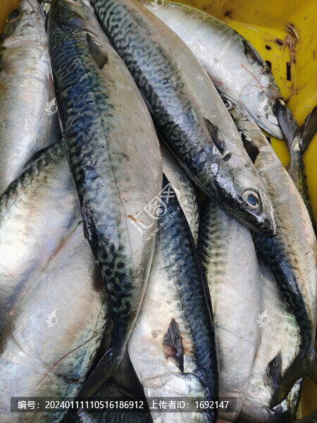 鮐鲅魚