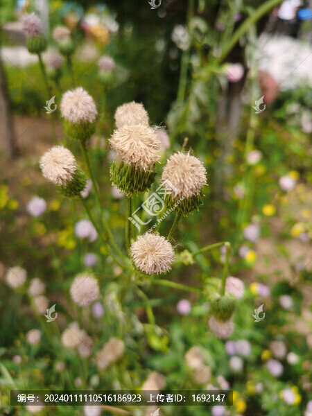 野茼蒿