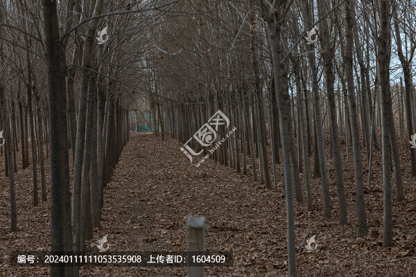 滿地落葉的小樹林