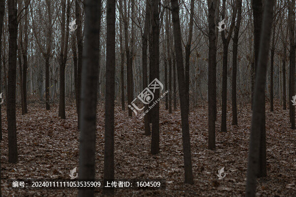 滿地落葉的小樹林