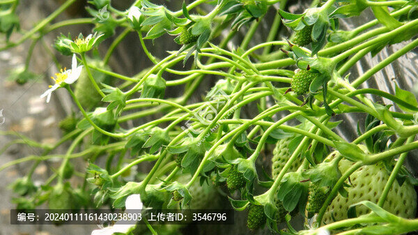 草莓開花