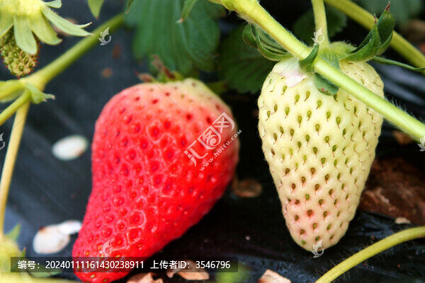 草莓熟了