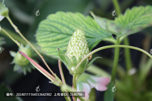 草莓生長