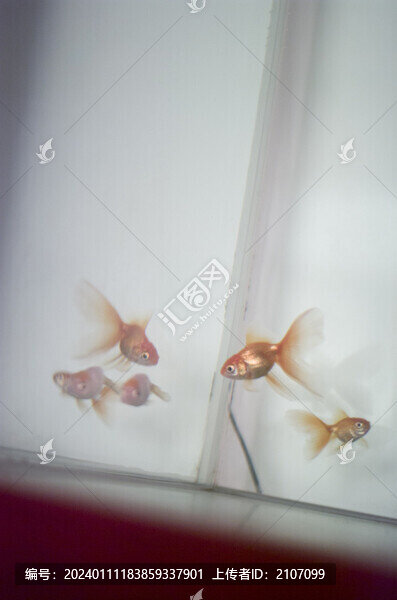 家養(yǎng)金魚