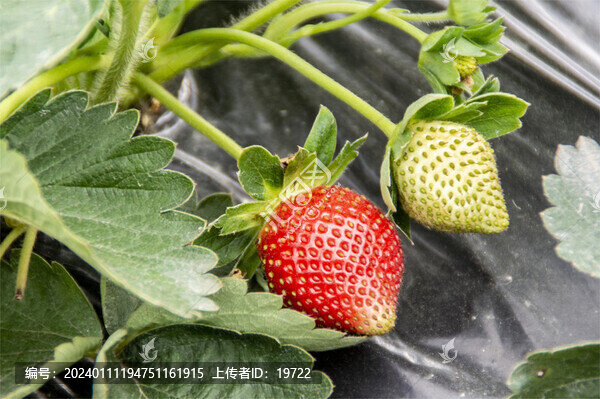 新鮮草莓