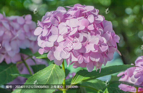 繡球花
