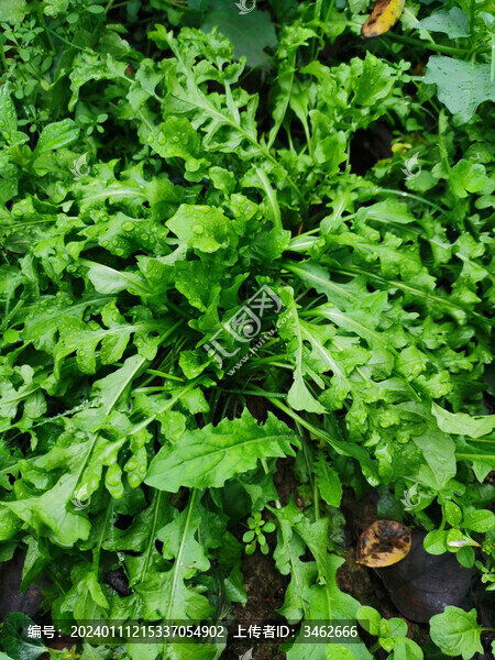 薺菜野菜采野菜采薺菜