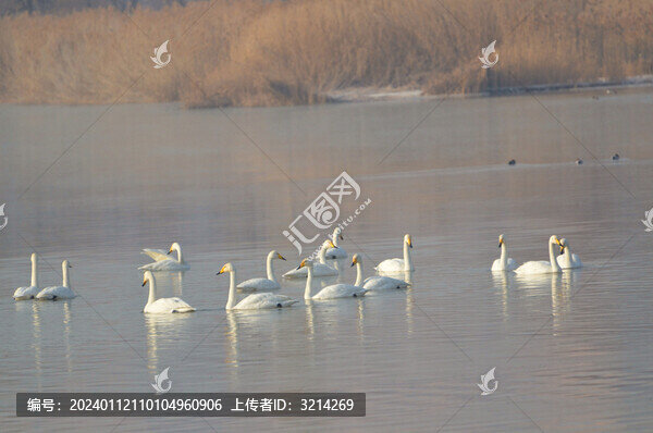 湖面水面的天鵝