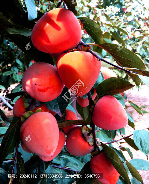 富平柿子紅了