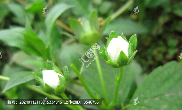 草莓開花膨大幼果