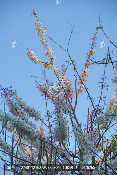 盛開(kāi)的節(jié)莢決明花