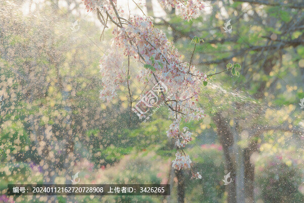 盛開的節(jié)莢決明花