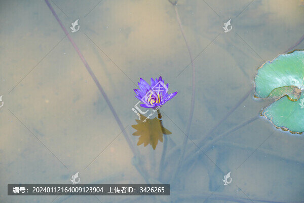 湖中盛開的睡蓮