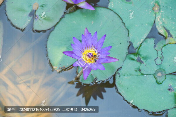 湖中盛開的睡蓮