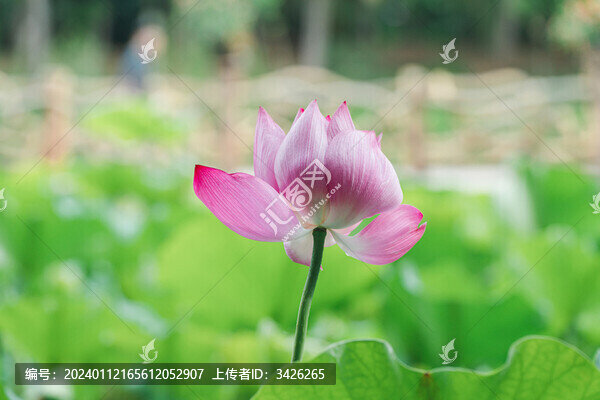 荷塘里的荷花