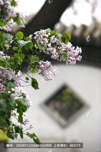 丁香花