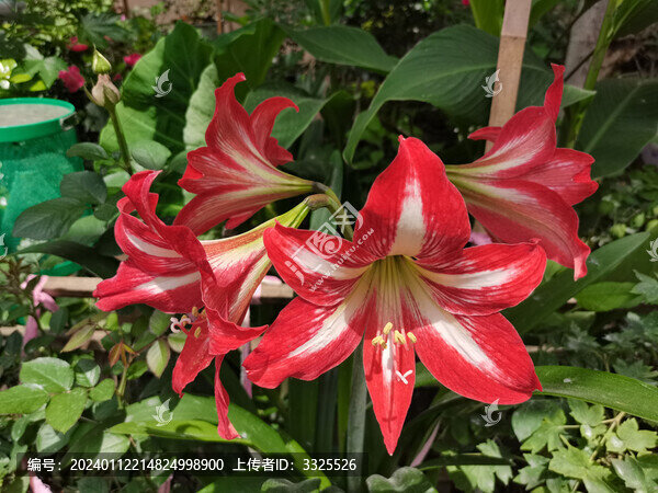 朱頂紅