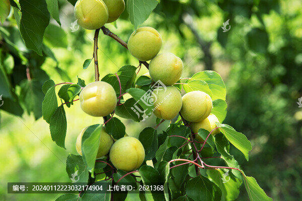 杏子滿(mǎn)枝頭